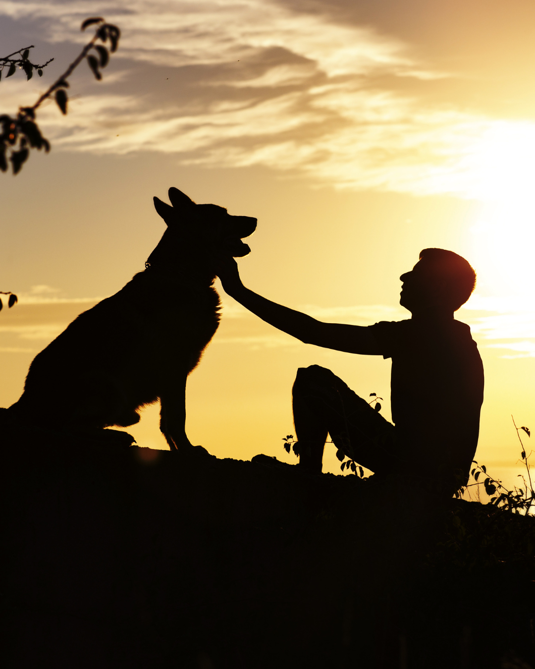 Mi Mascota, Mi Maestro - Persona con su mascota al atardecer